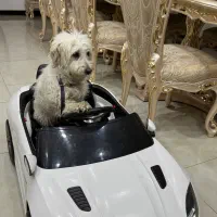 واگذاری سگ دارای شناسنامه