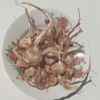 بذر زعفران