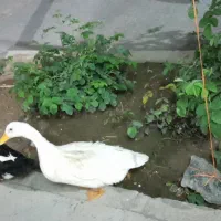 فروش اردک