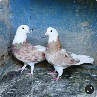 کبوتر پرشی دهنجور بشرط پرش بالا ۱۰ساعت بضمانت|پرنده|تهران, شوش (باغ آذری)|دیوار