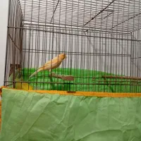 قناری|پرنده|شوش, |دیوار