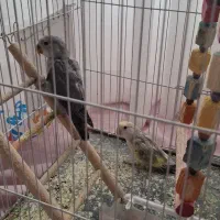 یک جفت کوتوله خشکل