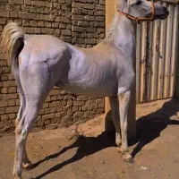 فروش چهار راس اسب مادیان فوق العاده سرو دمگیر جنس|اسب و تجهیزات اسب‌سواری|تهران, آذری|دیوار