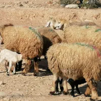 فروش 36گله میش داشتی ابستن و بره دار بختیاری|حیوانات مزرعه|کازرون, |دیوار