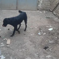 واگذاری دوتا سگ ترکیبی قدرجونی و محلی