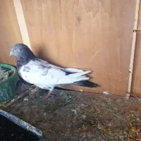 ....|پرنده|شوش, |دیوار