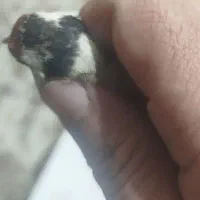 سقا سهره|پرنده|کرمان, |دیوار