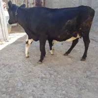 گاو شیری|حیوانات مزرعه|قره چای, |دیوار