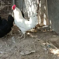 مرغ و خروس ریشی