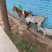 بزهای جوان