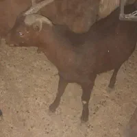 بره|حیوانات مزرعه|سیرجان, |دیوار