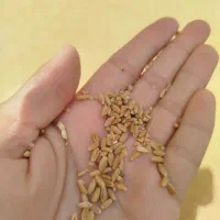 گندم دیمه  مخصوص بذر و غیره