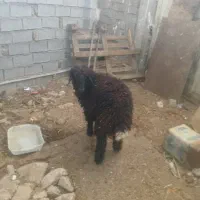 قلعه چنعان جاده کمربندی صنایع فولاد