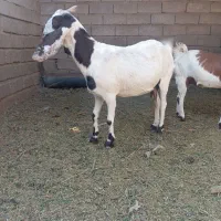 بز پاکستانی جمل را چهار ماه ابستن