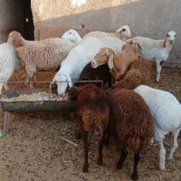 فروش بره همو چهار قو زا ولی یکیش مرده  با ازمایش