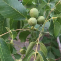 نهال گردو کاغذی ۴ ساله قیمت ۱۲۰ هزار تومان|خدمات باغبانی و درختکاری|صوفیان, |دیوار