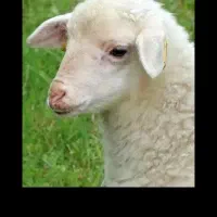 فروش کود گوسفنداعلا