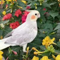 عروس هلندی نر