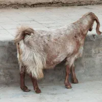 بزپاکستانی3و4قلوزا|حیوانات مزرعه|برخوار, |دیوار