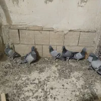 جوجه پلاکی نر پلاکی|پرنده|بافق, |دیوار