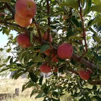 ۱۰۰۰ متر باغ|فروش زمین و ملک کلنگی|همایجان, |دیوار