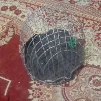 قفس