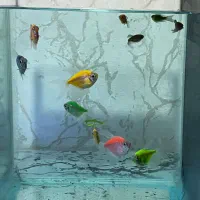 ماهی کالر و زبرا