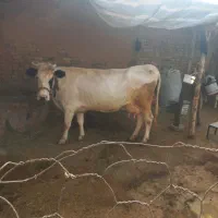 گاوو گوساله نر سیمینتال