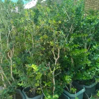 درخت ونهال|گل و گیاه طبیعی|اصفهان, قهاب جنوبی|دیوار