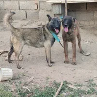 سگ مالینویز