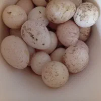 تخم بوقلمون