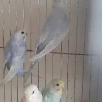 مرغ عشق رینبو تعدادی جوجه|پرنده|ری, دولتآباد|دیوار