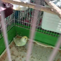 مرغ عشق ماده رنگ زیبا معاوضه ..