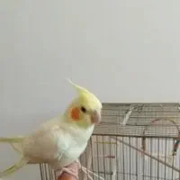 عروس هلندی سخنگو