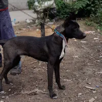 سگ‌گریت‌دین|سگ|رشت, لاکان|دیوار