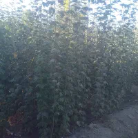 درخت کم آب ، نهال مناسب کم آبی ، نهالستان باغینو|گل و گیاه طبیعی|مشهد, نوید|دیوار