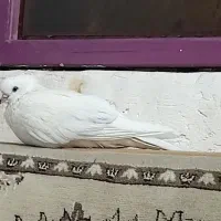 کبوتر گمشده|حیوانات|قم, عمار یاسر|دیوار