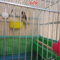 یک جفت سهره سالم وسرحال،روبه مستی|پرنده|شهرضا, |دیوار