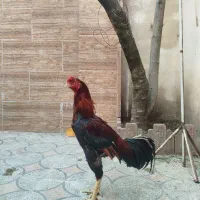 خروس لاری اصیل