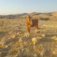 اسب|اسب و تجهیزات اسب‌سواری|فراشبند, |دیوار