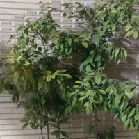 گل های طبیعی و زیبا