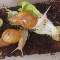 ۲ عدد حلزون مولد اچاتینا