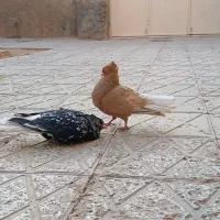 جفت دم سفید|پرنده|اسفراین, |دیوار