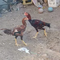 مرغ خروس لاری|حیوانات مزرعه|آبیک, |دیوار