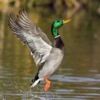 اردک کله سبز