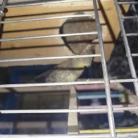 فروش طوطی عروس