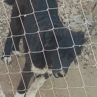 توله قدرجونی ماده|سگ|شوشتر, |دیوار