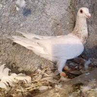 کفتر کله زرد