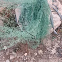 تور زرده ای