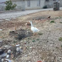 فروش پرنده ماده غاز|حیوانات مزرعه|یاسوج, |دیوار